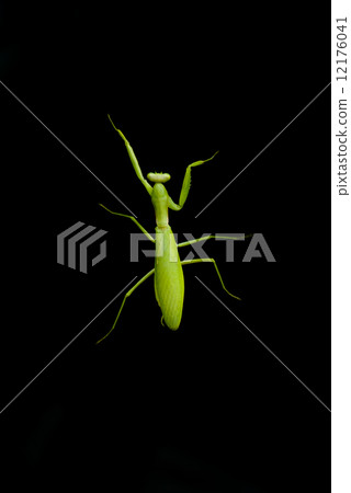 Mantis walk 12176041