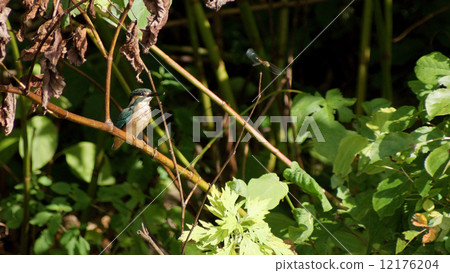 Kingfisher 12176204