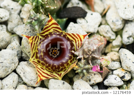 Fueria · zebrna, Red Democratic, Potato, Africa Southern 12176459