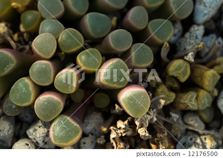 Fenestaria · Loparofila, gun ball, Cranea family, South Africa Fenestaria · Loparofila, gun ball, Cranea family, South Africa 12176500