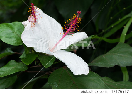 White hibiscus 12176517