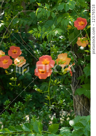 Noose, Kurosawa, Orange large flowers Noose, Kurosawa, Orange large flowers 12176518