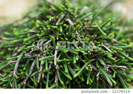 Iwakige, Azalea, Japan 12176519