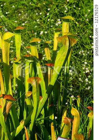 Salacenia · Alata, Salacenianaceae, North America South 12176529