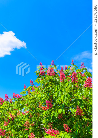 紅花栗子和藍天 12176666