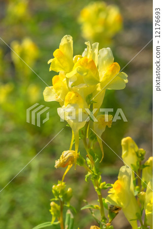 Hoso Bounran，Todd Flux，殼斗科，歐洲，北亞 12176693