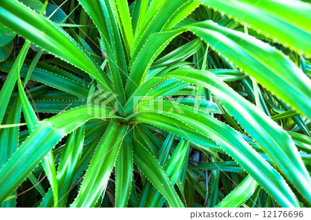 Okinawa's Adan leaves 12176696