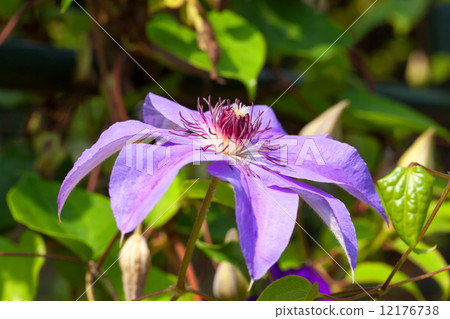 Light purple clematis Light purple clematis 12176738