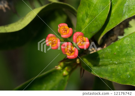 Hanaquilin,大戟科,馬達加斯加 Hanaquilin,大戟科,馬達加斯加 12176742