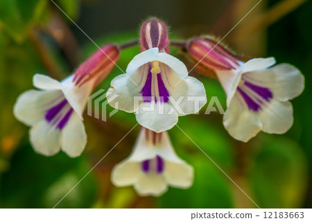 Kirita · Tamiana, Iwatebacco Department, Tropical Asia 12183663