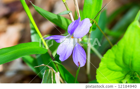 Tachibubosumi,稻槳,日本 Tachibubosumi,稻槳,日本 12184940