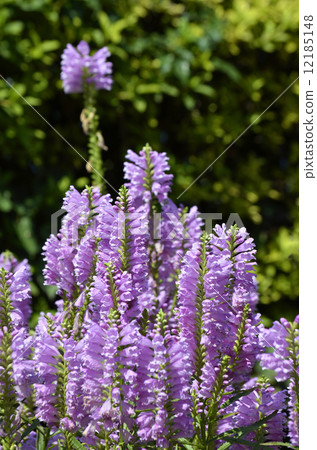 Hanatraneo (flower tiger's tail) Hanatraneo (flower tiger's tail) 12185148
