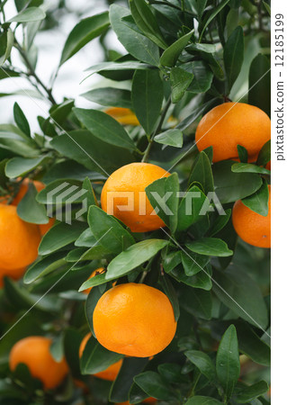 Mandarin orange  12185199