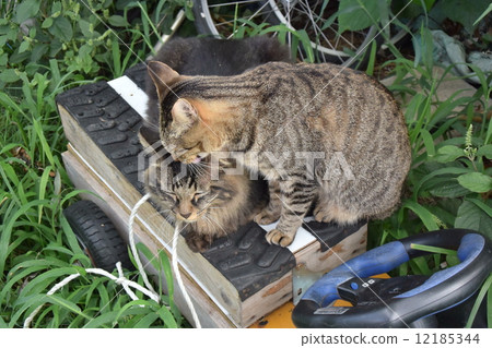 流浪貓,梳理老貓 流浪貓,梳理老貓 12185344