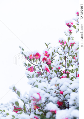 Snowclutter Snowclutter 12185461