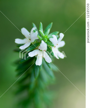 West Rin Gear Furtisako, Labiatae, eastern Australia 12185550