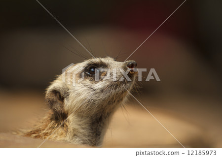 Meerkat or Suricate, Suricata suricatta 12185973