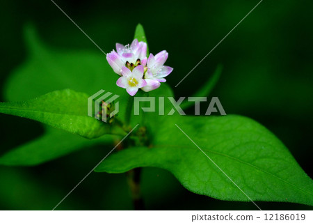 Mizosoba Mizosoba 12186019