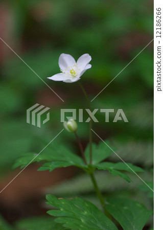 Nirinso Nirinso 12186266