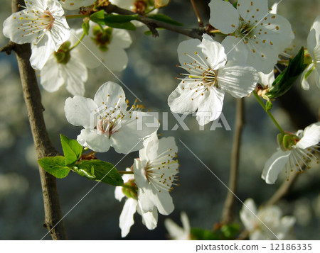 flowering 12186335