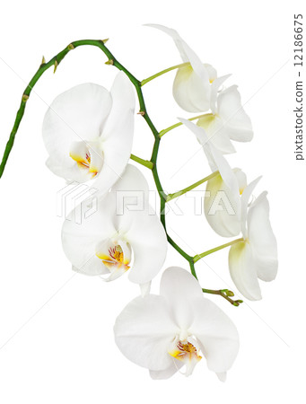 Seven day old white orchid isolated on white background. Seven day old white orchid isolated on white background. 12186675