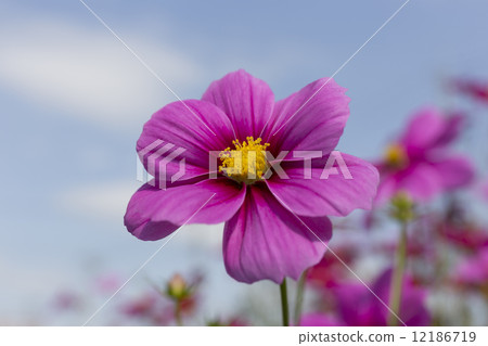 Cosmos 12186719