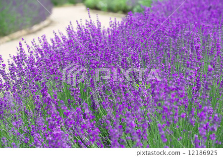 lavender 12186925