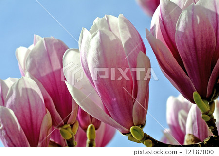 Magnolia blossom Magnolia blossom 12187000