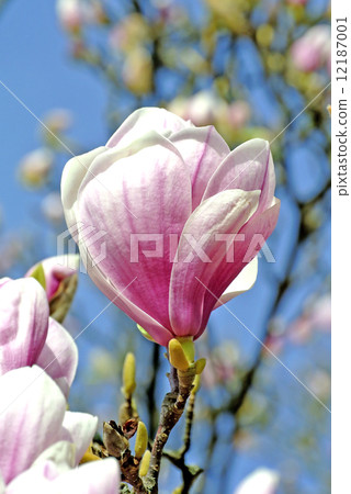 Magnolia blossom Magnolia blossom 12187001