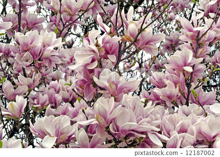 Magnolia blossom Magnolia blossom 12187002