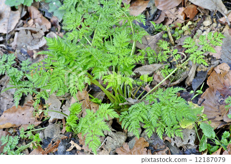 chervil, wild herb and spice chervil, wild herb and spice 12187079