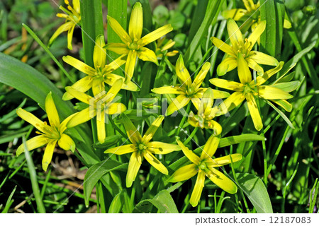 Star of Bethlehem 12187083