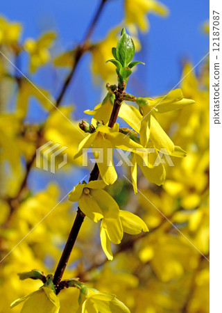 Forsythia blossom 12187087
