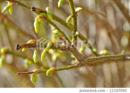 Forsythia 12187093