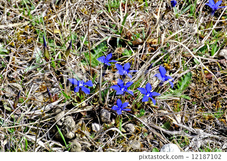 Spring gentian in Germany Spring gentian in Germany 12187102