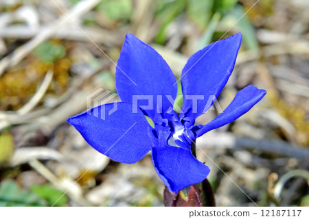 Spring gentian in Germany 12187117