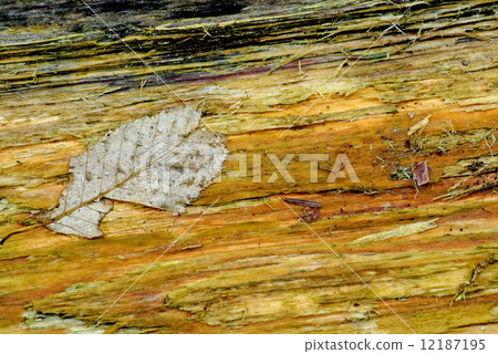 Old leaf on rotten wood 12187195