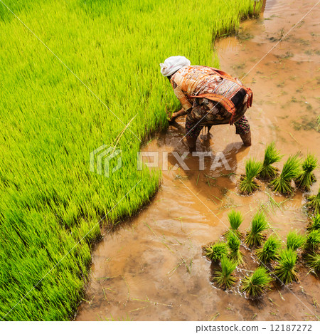 Harvesting rice 12187272