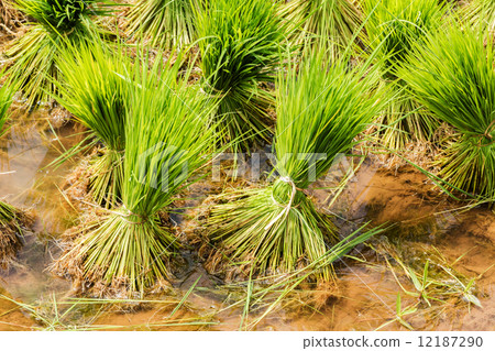 Harvesting rice 12187290