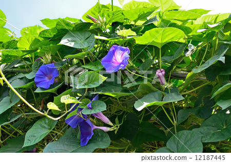 Plant · Noagao Hirugao family 12187445