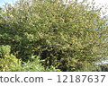 wood  12187637