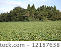 Potato field 12187638