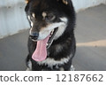 Lonely Shiba Inu 12187662