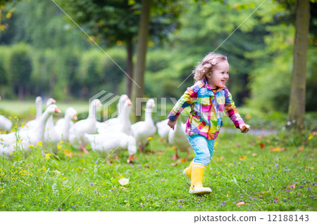 Little girl playing with geese Little girl playing with geese 12188143