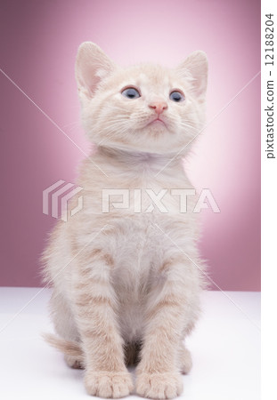 Little funny kitten Little funny kitten 12188204