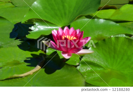 蓮花 蓮花 12188280