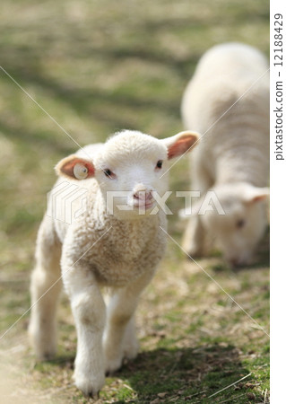 Lamb Lamb 12188429
