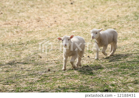 Lamb Lamb 12188431