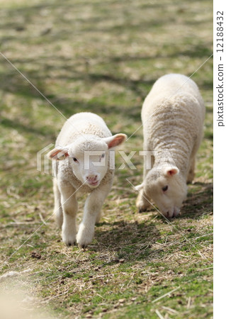 Lined lamb Lined lamb 12188432