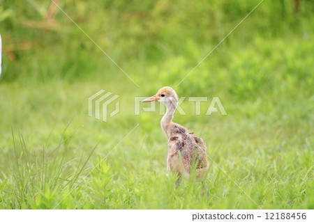 鷹嘴豆小雞 12188456
